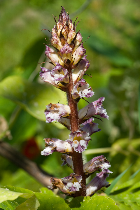 Orobanche cfr. crenata